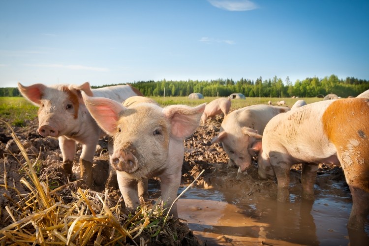 Tulip has agreed to buy pig producer Easey Holdings