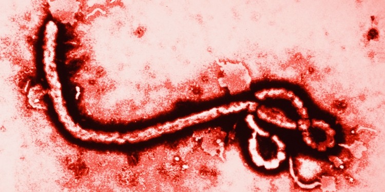 Ebola could still hit the food industry