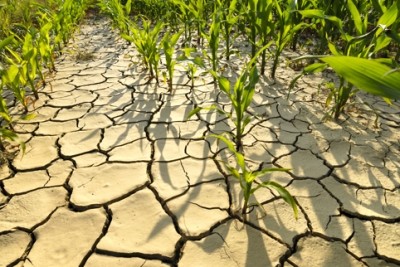 Many areas of the world are afflicted by drought