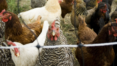 Bird flu restrictions have cost the poultry meat sector more than £100M