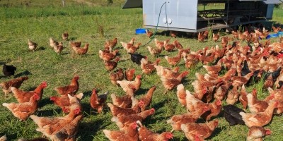 Love Free Range Eggs called for retailers to not lower free-range egg prices after 2025