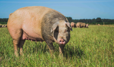 Cranswick said the White Rose Farm acquistion had pushed its pig self sufficiency to over 30%