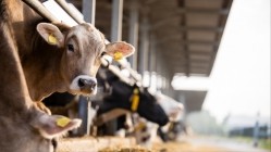 The inspection of the beef and arable farm took place in November 2022. Credit: Getty / Smederevac